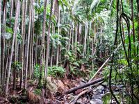 Mount Tambourine