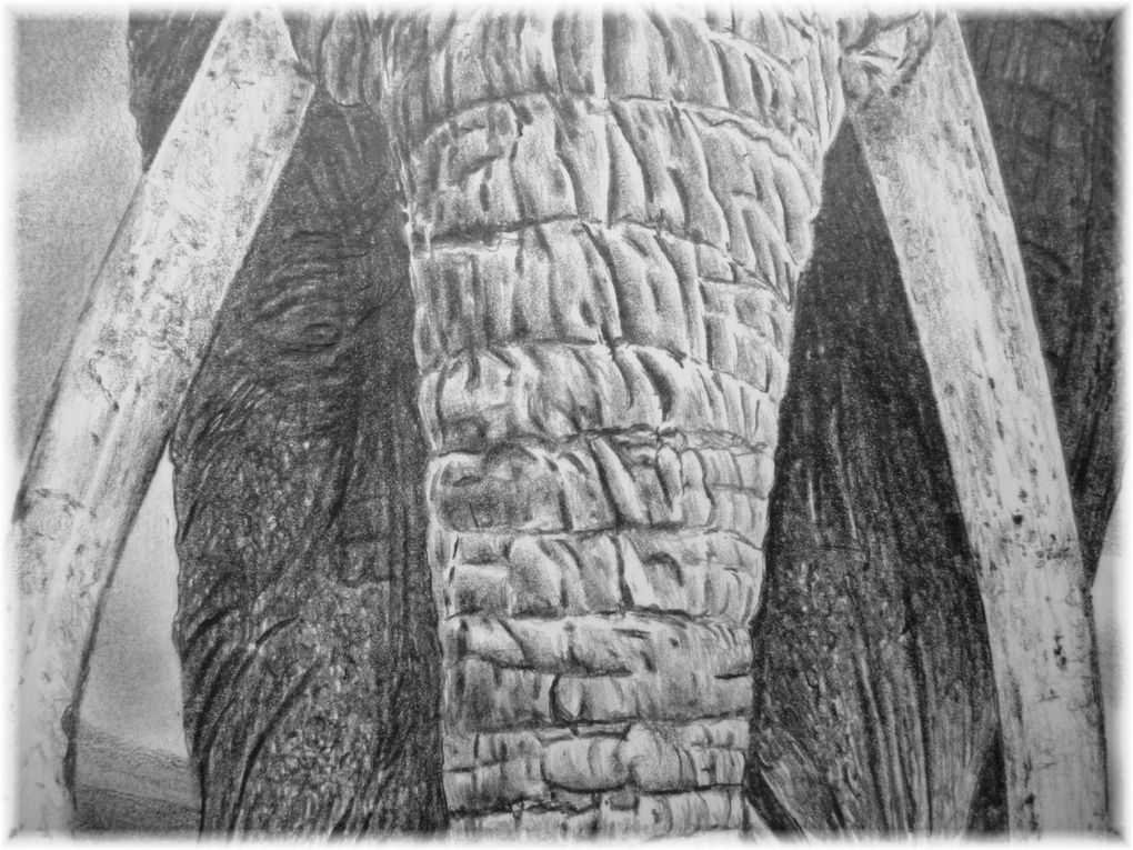 Voici, en complément de l'article "éléphant des savanes africaines" (colonne de droite du blog - galerie de dessins) quelques vues de détail du dessin au portemine.