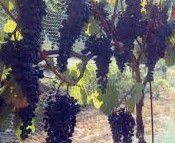 #Dornfelder Producers Virginia Vineyards