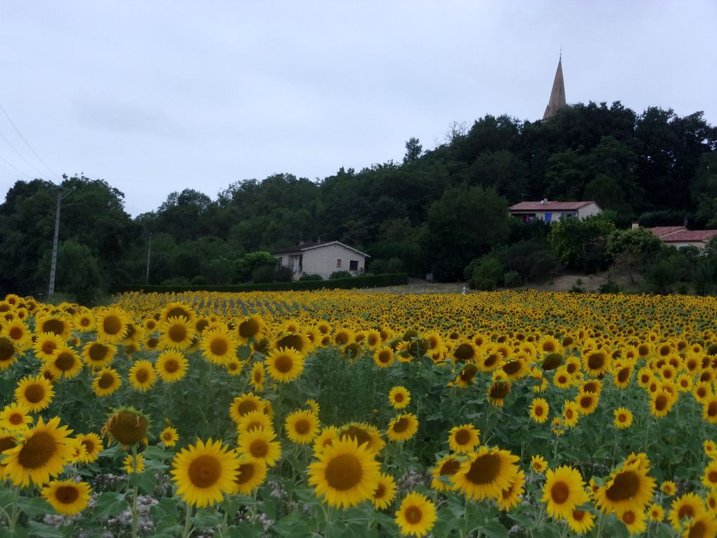 Halte d'ami à Damiatte