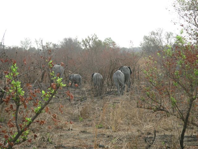 rendez-vous animalier au nord Bénin