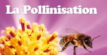 La sortie au parc Phœnix pour l'exposition sur la pollinisation