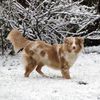 Première neige pour miss ChienChien