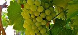 #Chenin Blanc Producers Pennsylvania Vineyards