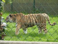 sortie des PS-MS au zoo de la Bourbansais