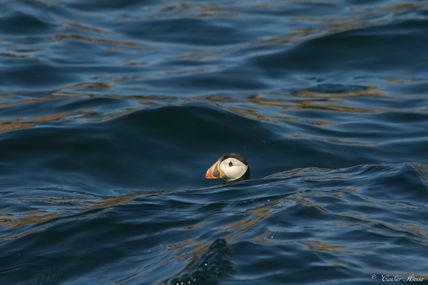 Macareux moine (Fratercula arctica)