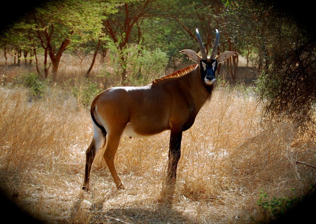 L'album de notre voyage au Sénégal en janvier 2014, le premier mais nous espérons qu'il y en aura d'autres tant ce pays est attachant.