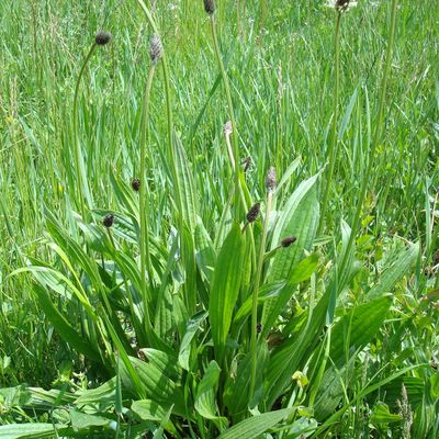 LE PLANTAIN, CONTRE LES ALLERGIES C'EST LE N° UN !
