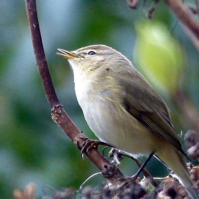 Pouillot véloce - Phylloscopus collybita.