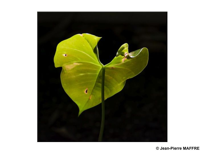 Pour qu’il y ait des plantes, il faut du soleil. Pour les magnifier, encore et toujours du soleil.