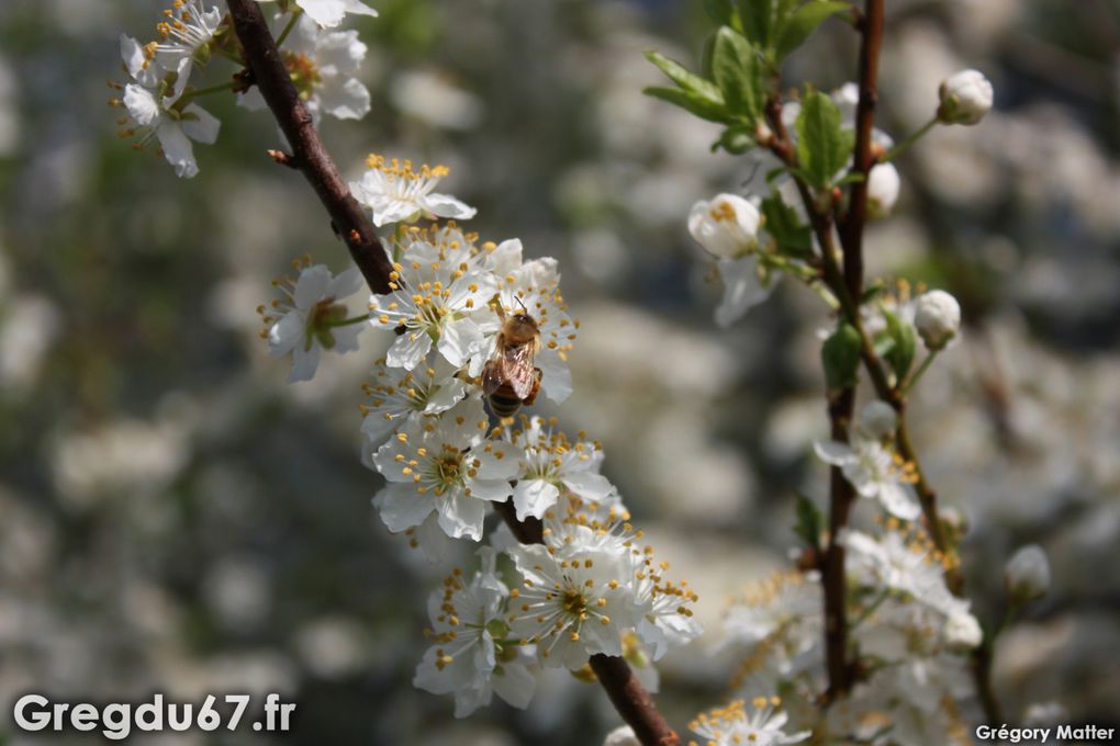 Le printemps arrive ! voici le premier album entièrement réalisé avec mon nouvel appareil photo, le Canon EOS 450D.