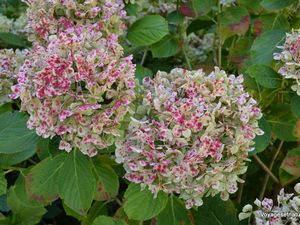 Hortensia / Hydrangea