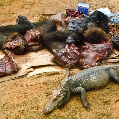 La viande de singes, d’antilopes ou de pangolins s’arrache toujours en RDC, malgré les risques de maladie