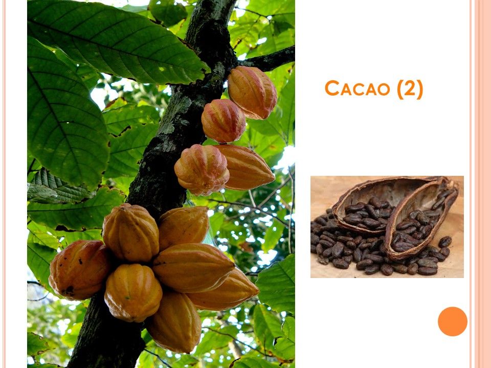 La Nature - Les Plantes - 1