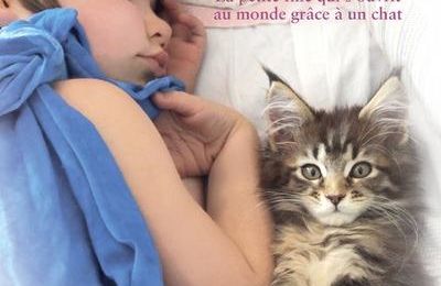 Un Chat Heureux En Appartement Maine Coon And Friends