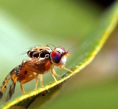 L'araignée à trois pattes et la mouche sans aile  1