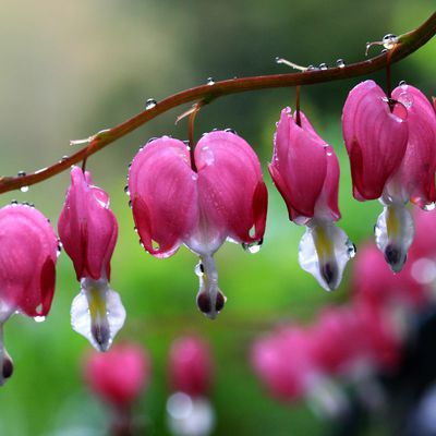 Fleurs - Perles - Rosée - Gouttes - Eau - Photographie - Wallpaper - Free