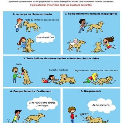 Quand faut-il intervenir dans la relation enfant-animal ?