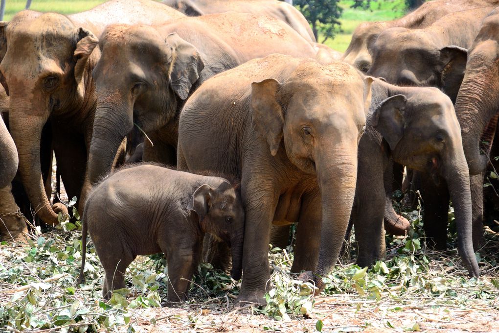 Album - sri-lanka