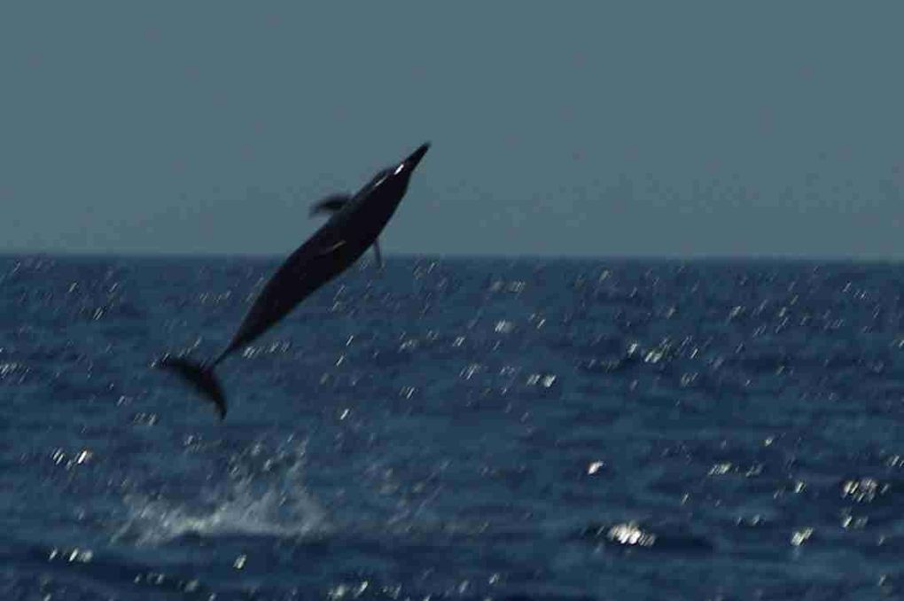 sortie baleine du 8 octobre 2010 sur l'iris