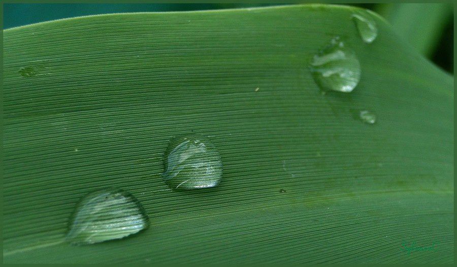 Quelques photos avec de l'eau... (d'autres photos se trouvent se trouvent dans d'autres album)