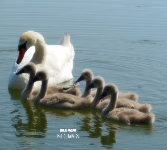 Photographies animalières...........