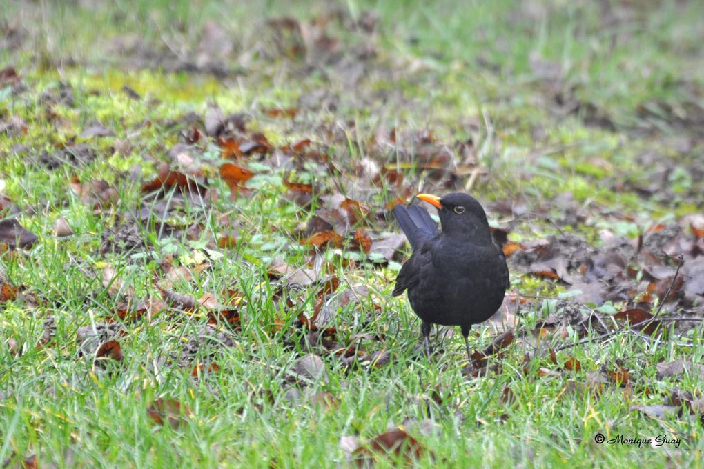 Oiseaux des jardins, des bois et des bords de l'eau