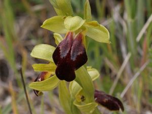 Ophrys fusca subsp lucana 