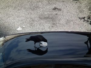 Une auto, un corbeau...