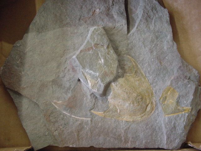 <p> </p>
<p>Les poissons fossiles sont fossilisés soit sous forme fragmentaire, c-à-d dents, palais dentaires, rostres, épines soit sous forme plus ou moins complète.</p>
<p>Les fossiles "complets" sont sous forme squelettique en général, mais le Brésil l'Alsace et l'Allemagne fournissent des spécimens ayant les écailles préservées.</p>
<p>Toutes les pièces que vous pouvez admirer ici appartiennent à ma collection privée.</p>
<p>Bon amusement !</p>
<p>Phil "Fossil"</p>
<p> </p>