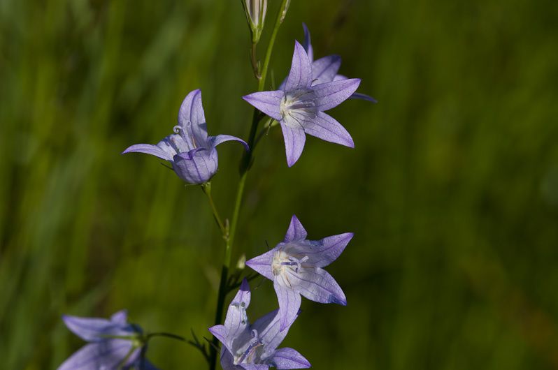 Quelques-unes des 250 fleurs observées en 2010