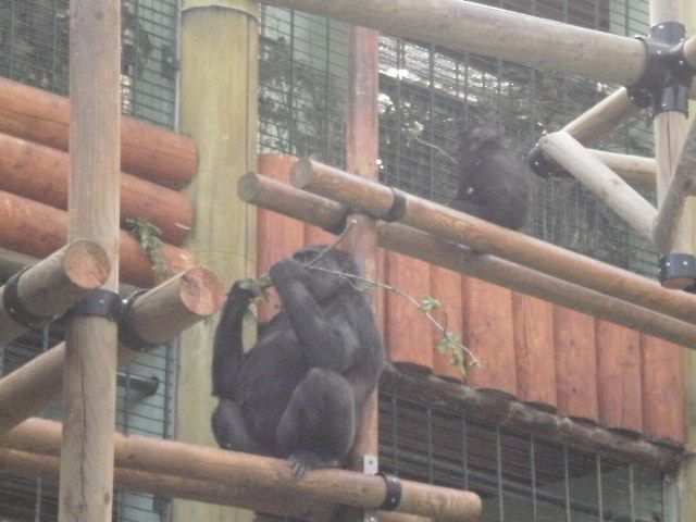 Album - ZOO ST MARTIN DE LA PLAINE