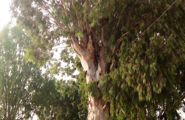 L’homme est passé par là et il a asphyxié cet eucalyptus. Hafid Mouats