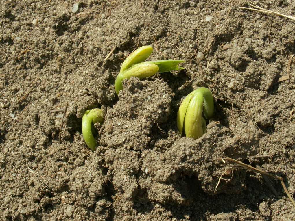 Album - Garten