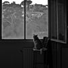 Chat à la fenêtre