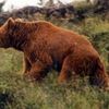 L'ours Balou, blessé par un chasseur, se cache dans l'Aude