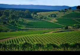 #Merlot Producers New South Wales Australia Vineyards  Page 3