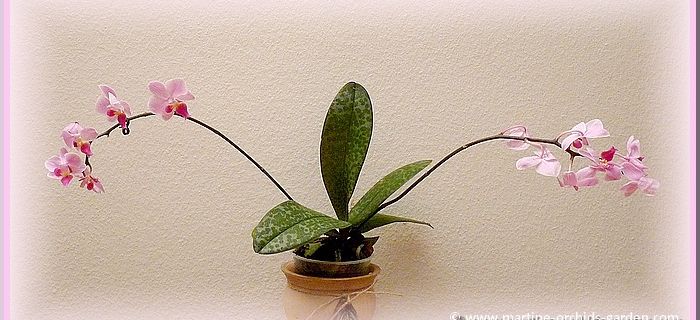 Phalaenopsis Lydiriana