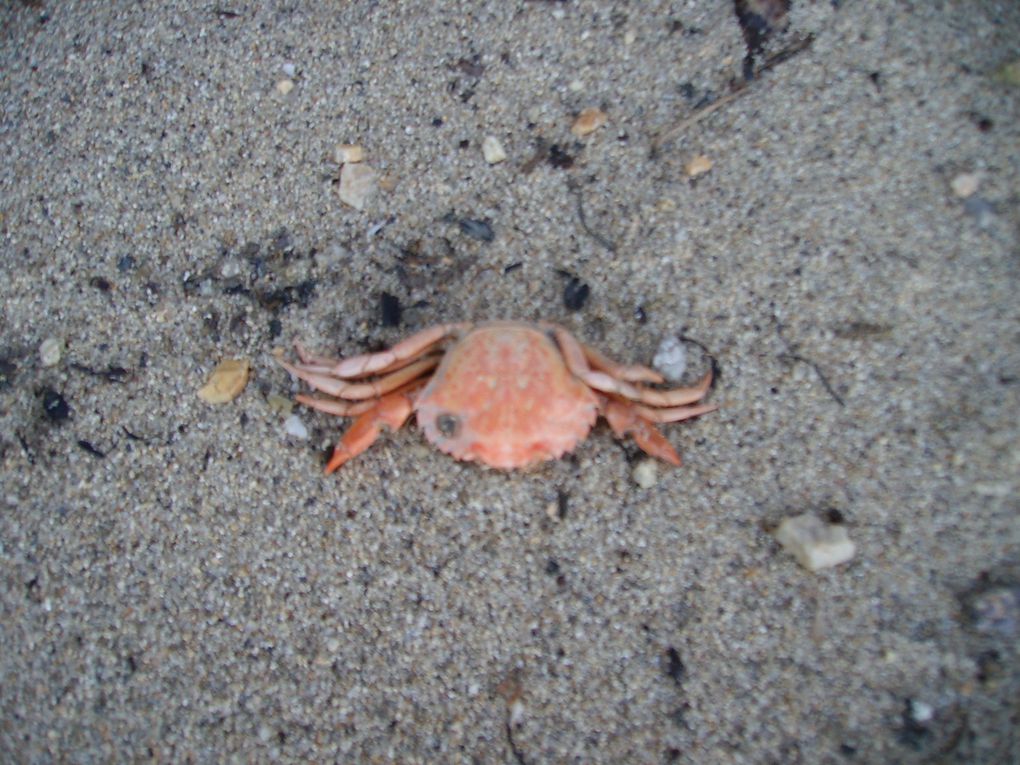 Photos prises au hasard de nos ballades à la campagne ,à la mer ou autres