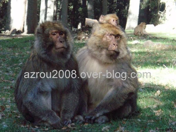 macaques de Barbarie (Macaca sylvanus) ou singe magot, dans une forêt de cèdres du moyen-Atlas marocain