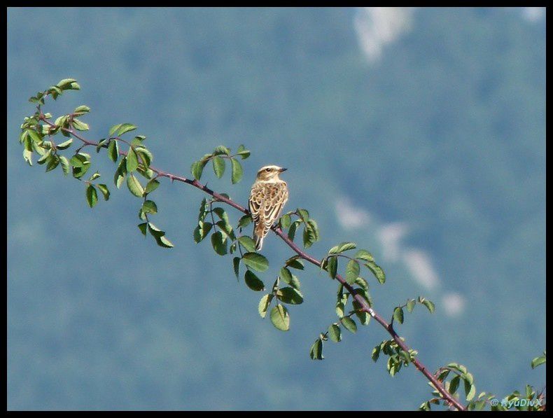 Album - 2011-08-21- Tussac