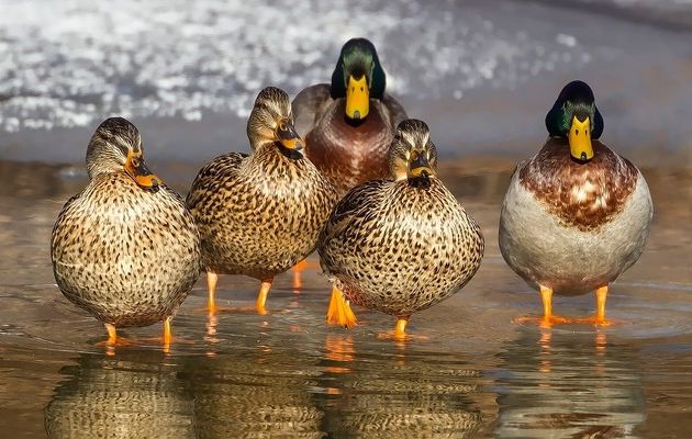 La production de volaille et de foie gras