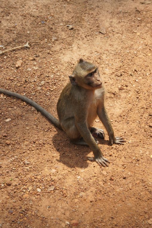 Album - Angkor-mars-2011