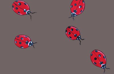 Insecte - Coccinelle 2