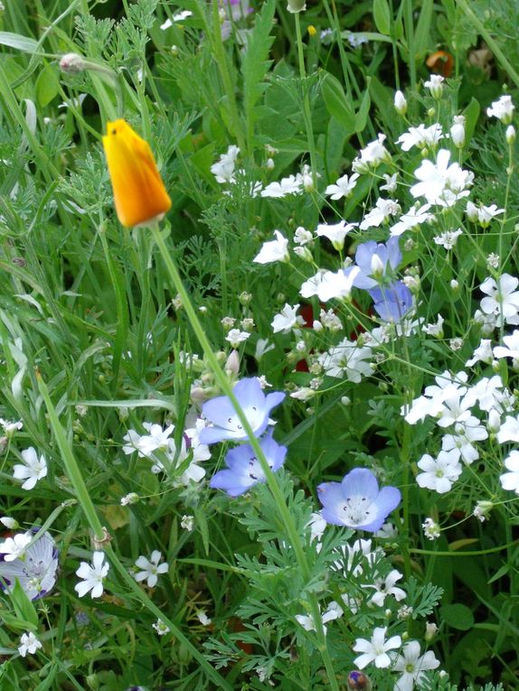 fleurs des villes et fleurs des champs