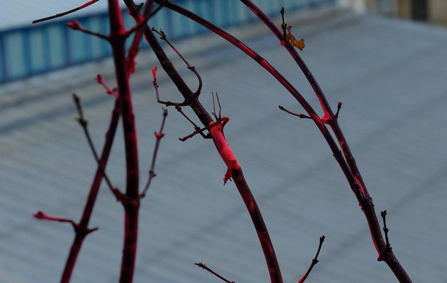 Pour un rêve lilas pourpre...