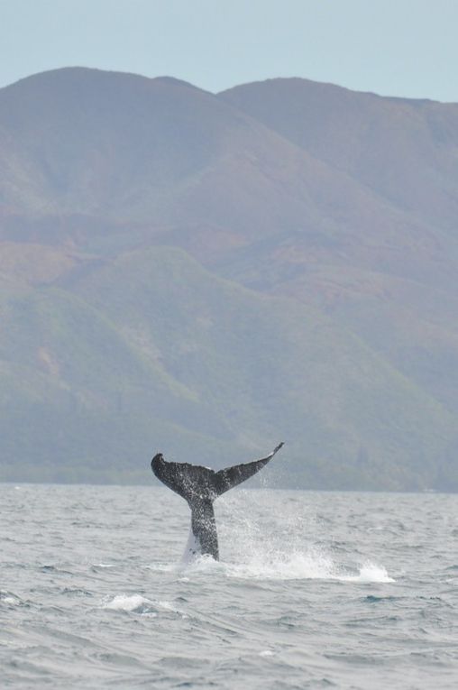 Album - baleines-et-casy