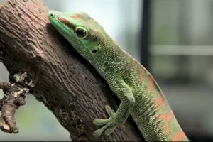 Quand l'homme crée une "amitié" inopinée entre 2 animaux : la vache et le gecko