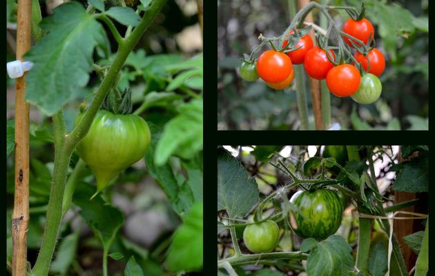 Passion tomates