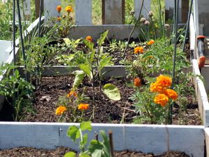 le temps du potager